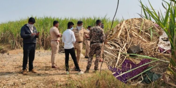 सातारा जिल्ह्यात अंधश्रद्धेचा कळस; शेतात मिळाले महिलेचे धडावेगळे शीर, मृतदेहाजवळ लिंबू -मिरची