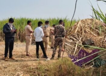 सातारा जिल्ह्यात अंधश्रद्धेचा कळस; शेतात मिळाले महिलेचे धडावेगळे शीर, मृतदेहाजवळ लिंबू -मिरची