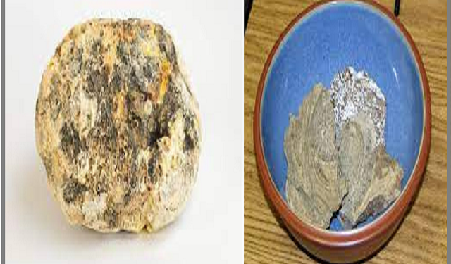 अंदाजे पाच कोटींच्या व्हेल माशाची उलटी तस्करी करणाऱ्या इसमास अटक