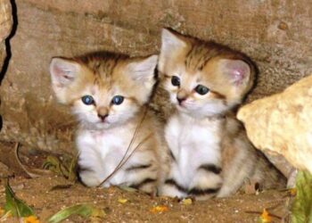 दोन दिवसांपासून विहिरीत अडकलेल्या मांजरीच्या दोन पिल्लांना बाहेर काढण्यात यश