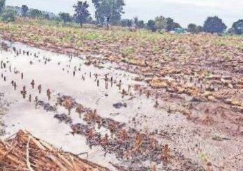 वादळी वाऱ्यासह गारपीट झाल्याचे पिकांचे मोठ्या प्रमाणात नुकसान