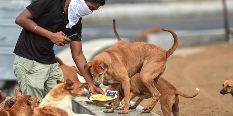 भटके श्वान आणि मांजरीना अन्न देणाऱ्या नागरिकांना त्रास देणे दंडनीय गुन्हा