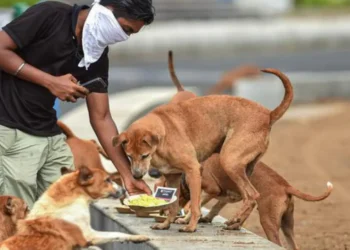 भटके श्वान आणि मांजरीना अन्न देणाऱ्या नागरिकांना त्रास देणे दंडनीय गुन्हा