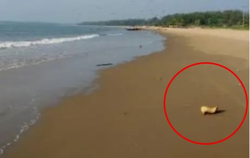 अलिबागच्या समुद्रकिनाऱ्यावर सापडली चरसने भरलेली गोणी