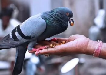 कबुतरांना खायला घालणाऱ्या व्यक्तींविरोधात तक्रारी दाखल करा, उच्च न्यायालयाचे आदेश