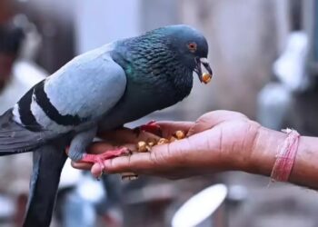 कबुतरांना खाद्य घातल्याप्रकरणी मुंबईत अज्ञात व्यक्तीविरोधात पहिला गुन्हा दाखल