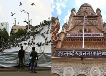 मानवी आरोग्यासाठी मुंबईतील कबुतरखाने बंदच, महापालिकेचा आदेश कायम