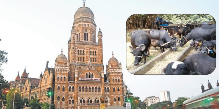 मुंबईतील सर्व गाई, म्हशींचे तबेले होणार हद्दपार; पालघरच्या दापचरीमध्ये होणार स्थलांतर