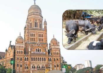 मुंबईतील सर्व गाई, म्हशींचे तबेले होणार हद्दपार; पालघरच्या दापचरीमध्ये होणार स्थलांतर