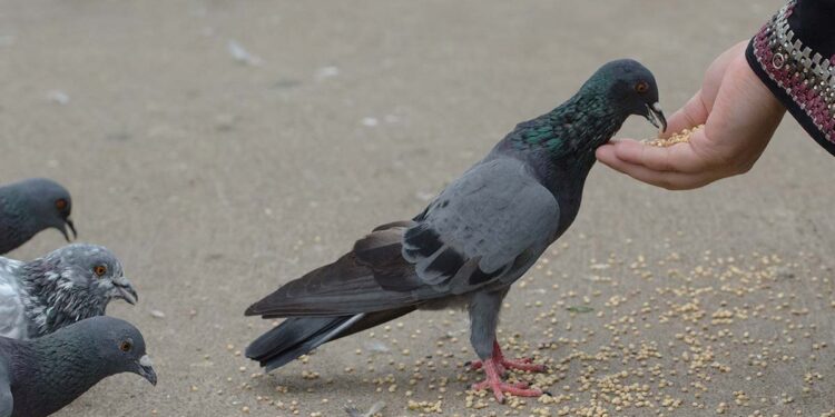 दादरनंतर आता मिरा भाईंदरमधील कबुतरखान्यांवर कारवाई, प्रशासकीय स्तरावर हालचाली सुरू