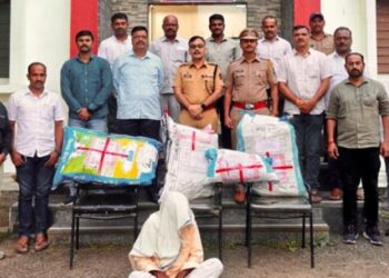 साताऱ्यातील माण तालुक्यात गांजाची लागवड; गुन्हे शाखेचा छापा, १० लाखांचा गांजा जप्त