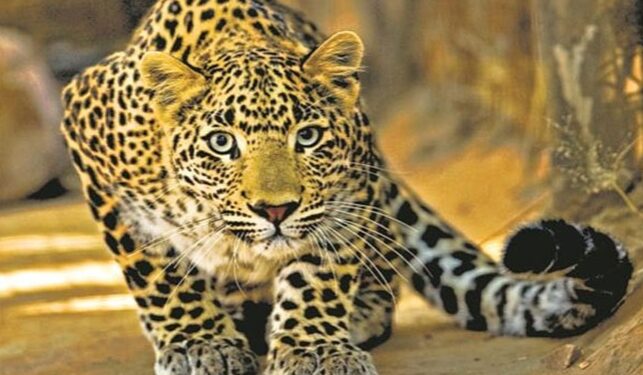 पुण्यात बिबट्यांची दहशत: “दिसताच गोळ्या घाला..”, वनविभागाचे आदेश