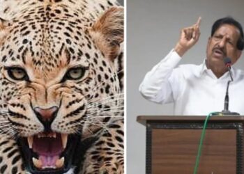 “राज्यातील बिबटे आफ्रिकेत पाठवणार” – वनमंत्री गणेश नाईक