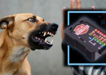 पुणे महापालिकेचे मोठे पाऊल, राज्यातील भटक्या श्वानांना बसवणार ‘मायक्रोचिप’!