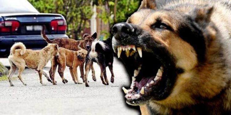 “भटक्या कुत्र्यांना ताबडतोब हटवा”, सर्वोच्च न्यायालयाचे आदेश