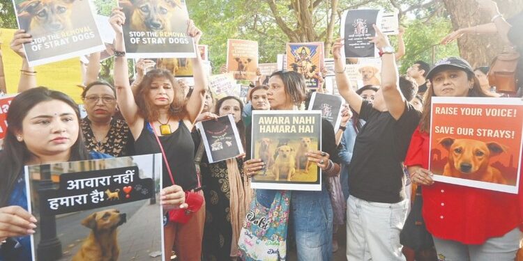 भटक्या श्वानांसाठी मुलुंडमध्ये निवारे; विरोध करत युवक काँग्रेस रस्त्यावर!