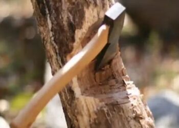 विनापरवाना झाड तोडल्यास ५० हजार रुपयांचा दंड!