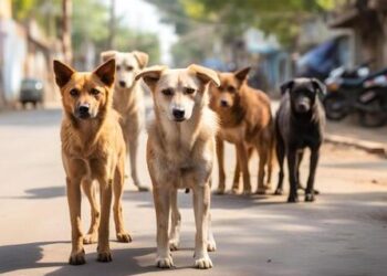 आता शिक्षक करणार भटक्या कुत्र्यांची मोजणी, सरकारचे आदेश