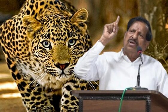 बिबट्यांचे हल्ले रोखण्यासाठी १ कोटींच्या शेळ्या जंगलात सोडणार – वनमंत्री गणेश नाईकांचा निर्णय