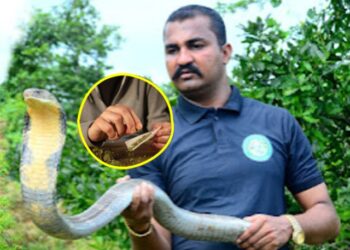 आकाश जाधवचा खरा चेहरा समोर! सापांच्या खेळाच्या आडून गांजाचे रॅकेट; पोलिसांचा मोठा दणका