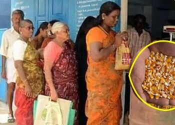 रेशनकार्डधारकांनो लक्ष द्या! आता गव्हासोबत तांदळाऐवजी मिळणार मका