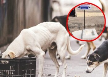 मिरा-भाईंदरमध्ये भटक्या श्वानांना अन्न देण्यासाठी महापालिकेकडून ‘डॉग फीडिंग स्पॉट’