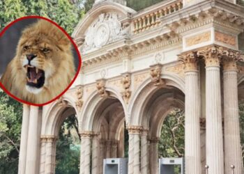 राणी बागेत पेंग्विनपाठोपाठ आता घुमणार गुजरातच्या सिंहांची डरकाळी!
