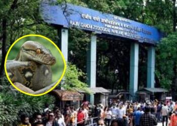 पुणेकरांसाठी खुशखबर! कात्रज प्राणीसंग्रहालयात लवकरच ‘ॲनाकोंडा’ आणि विदेशी प्राण्यांचे दर्शन!