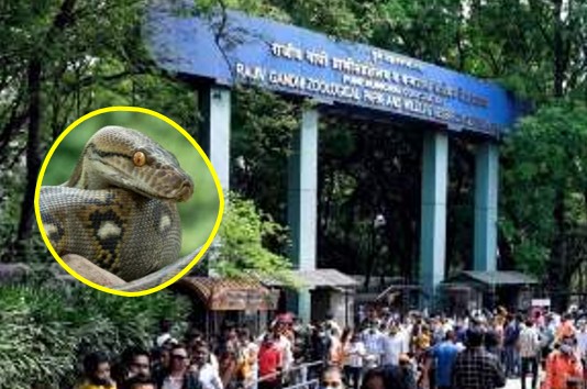 पुणेकरांसाठी खुशखबर! कात्रज प्राणीसंग्रहालयात लवकरच ‘ॲनाकोंडा’ आणि विदेशी प्राण्यांचे दर्शन!