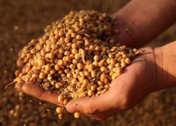 युद्धाचा तडाखा! आंतरराष्ट्रीय युद्धामुळे राज्यात काबुली चण्यासह तूर आणि सोयाबीनच्या निर्यातीला ‘ब्रेक’