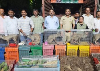 नंदुरबार वनविभागाची मोठी कारवाई; ‘कॅरेट’च्या आडून चालणारी कोल्हे आणि दुर्मिळ पक्ष्यांची तस्करी उघड