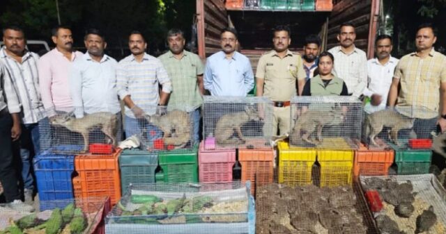 नंदुरबार वनविभागाची मोठी कारवाई; ‘कॅरेट’च्या आडून चालणारी कोल्हे आणि दुर्मिळ पक्ष्यांची तस्करी उघड