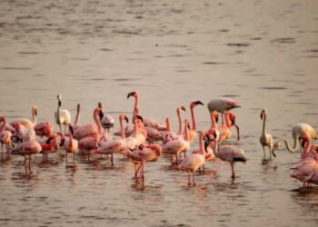 नवी मुंबईवर गुलाबी चादर! खाडीकिनारी फ्लेमिंगोंचा विलोभनीय नजारा