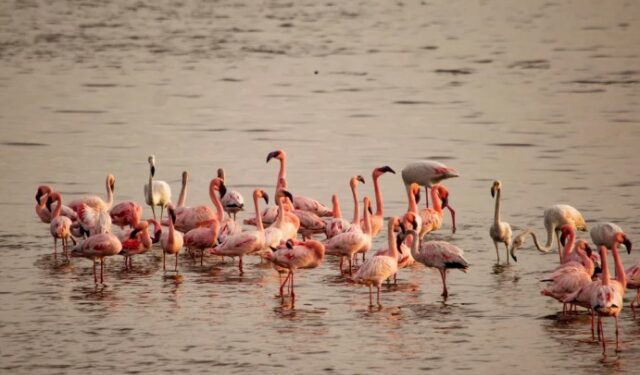 नवी मुंबईवर गुलाबी चादर! खाडीकिनारी फ्लेमिंगोंचा विलोभनीय नजारा