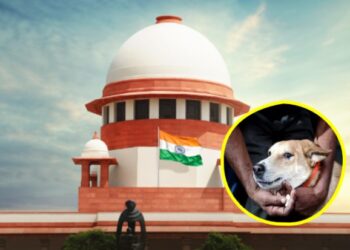 शाळा, रुग्णालये आणि सार्वजनिक ठिकाणांवरून भटकी कुत्री हटवण्याचे आदेश कायम; प्रत्येक जिल्ह्यात ABC केंद्र उभारण्याचे सर्वोच्च न्यायालयाचे निर्देश