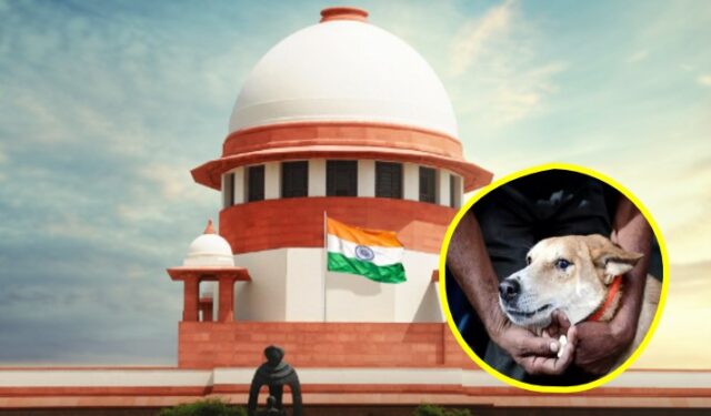 शाळा, रुग्णालये आणि सार्वजनिक ठिकाणांवरून भटकी कुत्री हटवण्याचे आदेश कायम; प्रत्येक जिल्ह्यात ABC केंद्र उभारण्याचे सर्वोच्च न्यायालयाचे निर्देश
