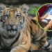 प्राणीसंग्रहालयात आता ‘सेल्फ सर्व्हिस तिकीटिंग कियोस्क’; तिकीट प्रक्रिया होणार अधिक सोपी