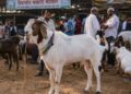 मुंबईत बकरी ईदच्या पार्श्वभूमीवर बकरे २५ हजारांपासून थेट ८० हजारांवर!