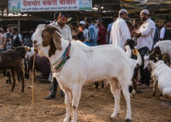 मुंबईत बकरी ईदच्या पार्श्वभूमीवर बकरे २५ हजारांपासून थेट ८० हजारांवर!