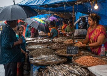 पावसाळ्यात सुक्या मासळीला मागणी, आवक घटल्याने प्रति किलो १०० ते १५० रुपयांची दरवाढ!