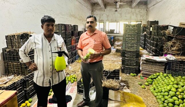 ठाण्यात FDA ची मोठी कारवाई; ११ लाखांचे आंबे जप्त, ३७ जणांना अटक