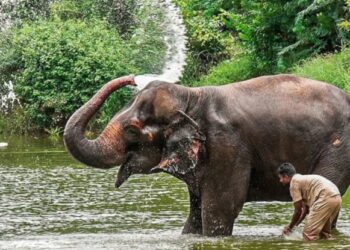 नांदणी मठाची ‘माधुरी’ हत्तीण एका महिन्यात परतणार; ‘वनतारा’कडून सुविधांची पाहणी!