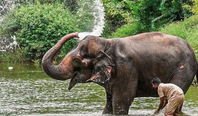 नांदणी मठाची ‘माधुरी’ हत्तीण एका महिन्यात परतणार; ‘वनतारा’कडून सुविधांची पाहणी!