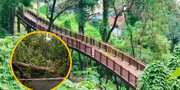 मलबार हिलच्या निसर्ग उन्नत मार्गावर झाड कोसळले; पर्यटकांसाठी मार्ग तात्पुरता बंद!