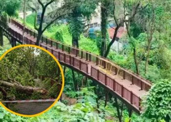 मलबार हिलच्या निसर्ग उन्नत मार्गावर झाड कोसळले; पर्यटकांसाठी मार्ग तात्पुरता बंद!