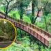 मलबार हिलच्या निसर्ग उन्नत मार्गावर झाड कोसळले; पर्यटकांसाठी मार्ग तात्पुरता बंद!