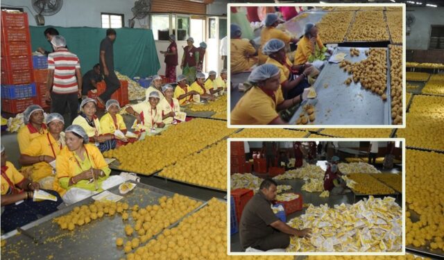 भाविकांच्या सोयीसाठी पंढरपूर देवस्थान सज्ज; विठ्ठल भक्तांसाठी ११ लाख बुंदी लाडूंचा महाप्रसाद!