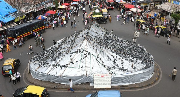 मुंबईकरांच्या लाडक्या दादर कबुतरखान्याचा होणार ‘कायापालट’