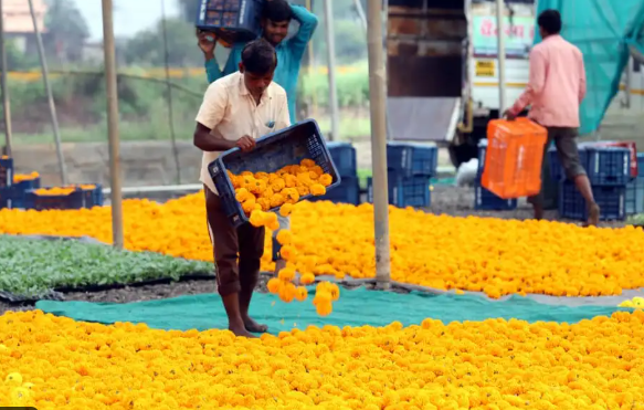 निर्माल्यातून दुर्गंध नाही तर सुगंध; पिंपरी-चिंचवडमध्ये २९४ टन निर्माल्यापासून बनणार सुगंधी अगरबत्ती आणि खत