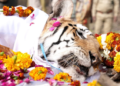 तिची डरकाळी आता कधीच ऐकू येणार नाही! नॅशनल पार्कच्या ‘त्या’ लाडक्या वाघिणीने अचानक कसा घेतला निरोप?
